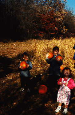 Pumpkins