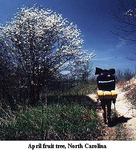 Hiker and flowering tree