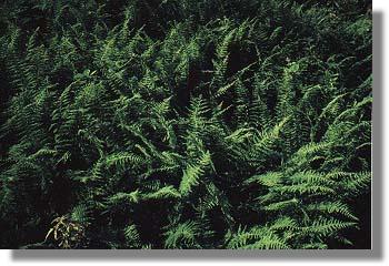 Pennsylvania ferns