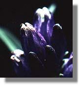 Bottle Gentian