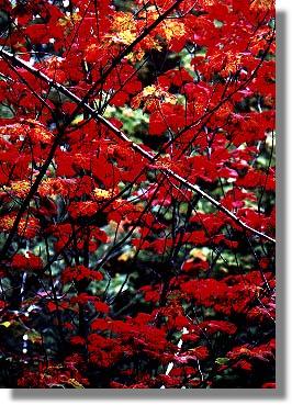 Maple leaves in Maine