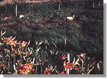 N.Y. farm scene