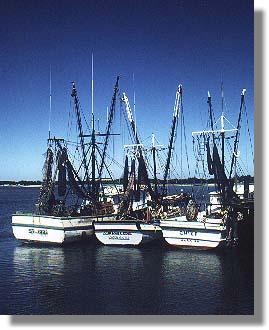 Hilton Head shrimpboats