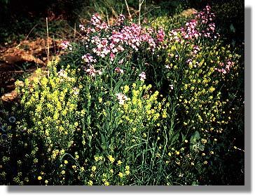 Appalachian wild bouquet