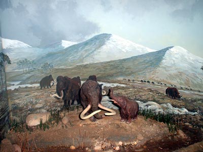 Diorama of Ice-age Worcestershire in Worcester Art Gallery and Museum (26Kb)