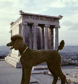 A poodle in Athens?