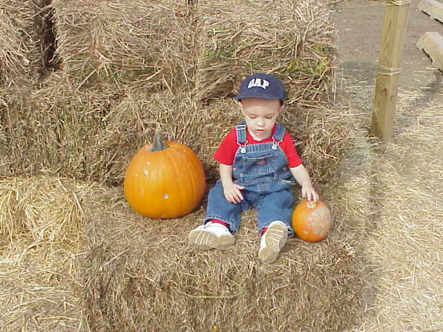 Pumpkin Picking 