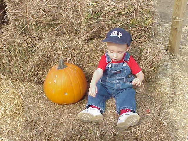 Pumpkin Picking