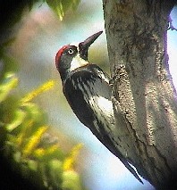 Acorn Woodpecker, Santa Palmia, California, Jul 2005