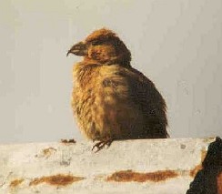 Common Crossbill, Oyndafjordur, Faroe Islands, Aug 1990