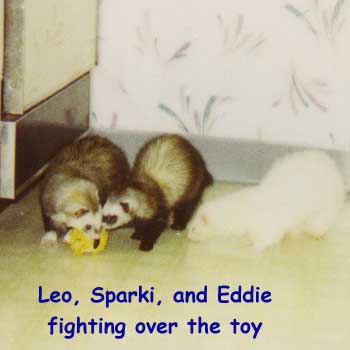 Leo, Sparki, Eddie