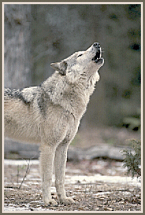 Lonewolf Howls