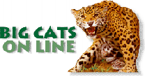  Big Cats Online