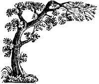 taoist expression - a bonsai tree