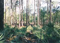 Olustee Battlefield today