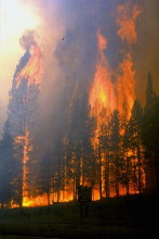 A firestorm in Yellowstone National Park