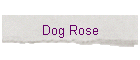 Dog Rose