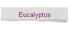 Eucalyptus