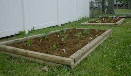 The Vegetable Garden