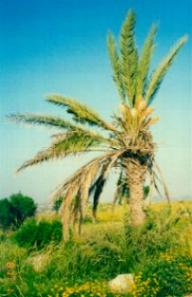 Date Palms