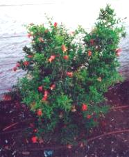 Young pomegranate