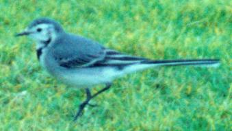 Wagtail