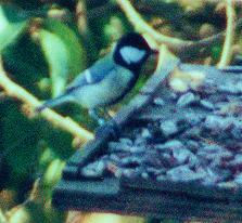 Great-tit