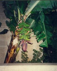 Banana tree