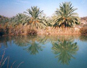 Date Palms