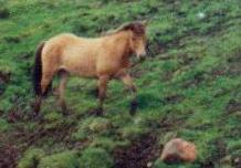 Icelandic pony