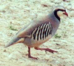 chukar