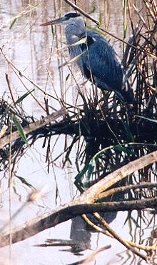 Heron