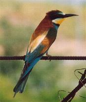 Bee-eater