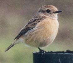 Stonechat