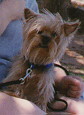 Click here to go to Teddy'd Yorkie Page