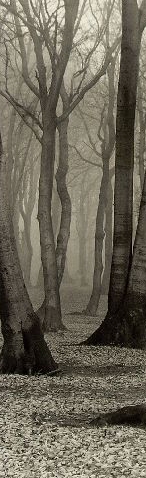 Albert Renger-Patzsch: Beech Forest