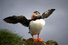 puffin.jpg (2786 bytes)