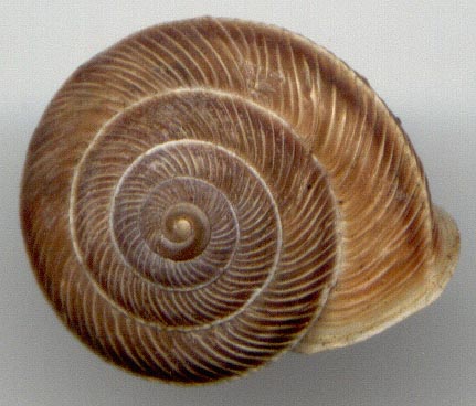 Bradybaena plectotropis, color image