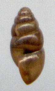 Cochlicopa lubrica, color image