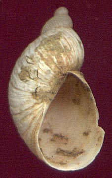 Novisuccinea martensiana, color image