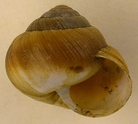 Ponsadenia duplocincta f. diffusa, color image