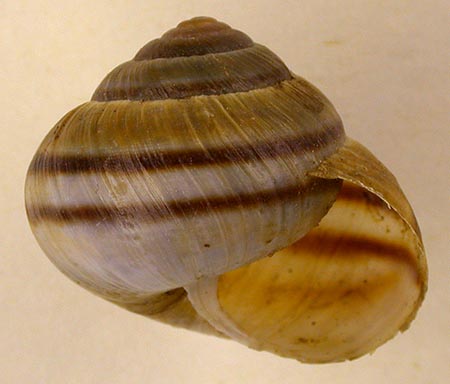 Ponsadenia duplocincta, color image