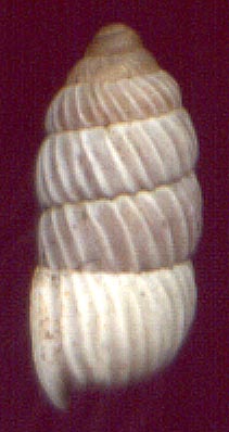 Pseudonapaeus sp., color image