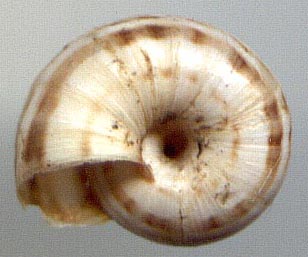 Xeropicta candaharica, color image