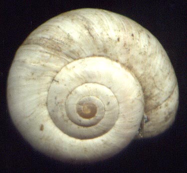 Xeropicta candaharica, color image