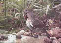 A dove  stands at the edge of the pond.