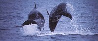 Two Dolphins Jumping