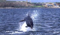 Bottlenose dolphin near Fort George