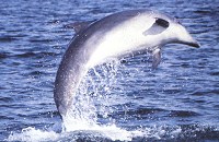 Dolphin jumping out of water.