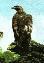  Golden Eagle